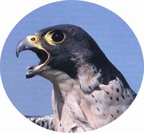 Peregrine